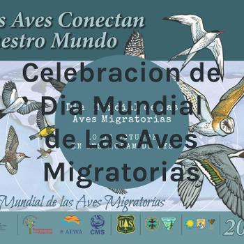 Celebracion de Dia Mundial de Las Aves Migratorias