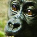 Baby Gorilla Blog