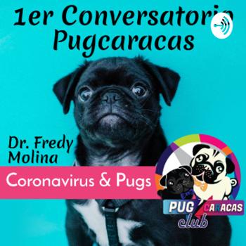🐶❤️ Consejos y cuidados de nuestros Pug Carlinos - @pugcaracas 🇻🇪