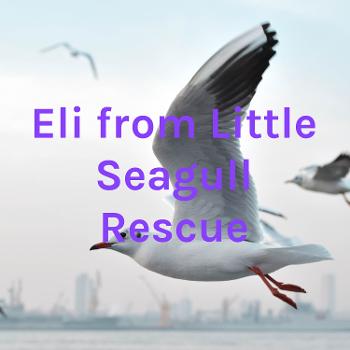 Eli from Little Seagull Rescue