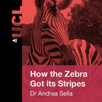 How the Zebra Got Its stripes – Getting to the heart of Pattern Formation - Audio