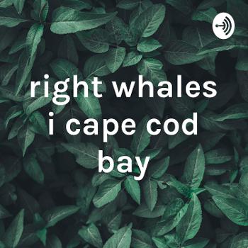 right whales i cape cod bay