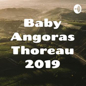 Baby Angoras Thoreau 2019