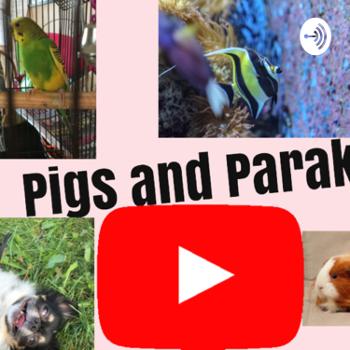 Pigs And Parakeets