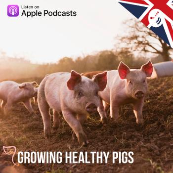 Growing Healthy Pigs