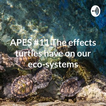 APES #11 The effects turtles have on our eco-systems