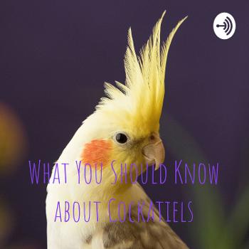 What You Should Know about Cockatiels