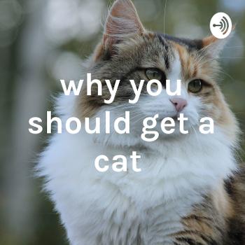 why you should get a cat