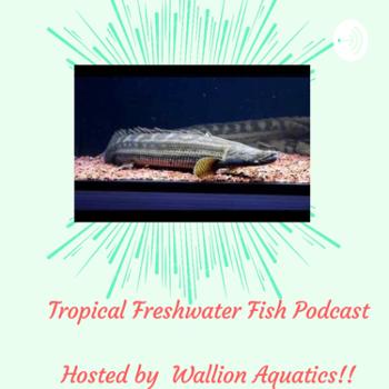 Tropical Freshwater fish Podcast. (TFF Podcast)