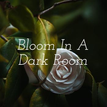 Bloom In A Dark Room