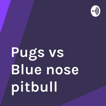 Pugs vs Blue nose pitbull