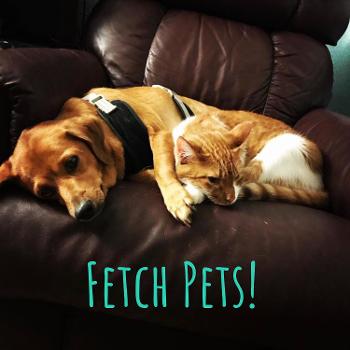 Fetch Pets!