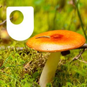 Investigating fungi: the wood-wide web - for iPad/Mac/PC
