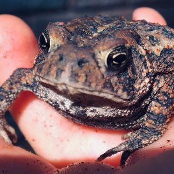 Amazing American Toad Care